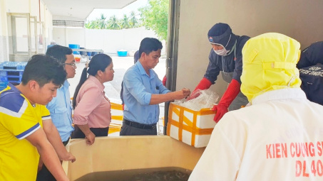 Quản lý thị trường Kiên Giang: Phát hiện trên nửa tấn tôm chứa tạp chất agar