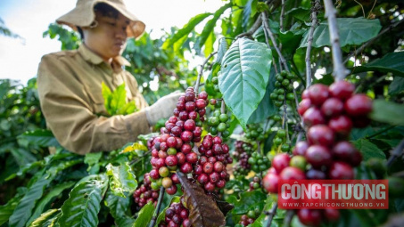 Giá cà phê hôm nay 6/5: Mất 25% chỉ sau 1 tuần, dự báo giá còn tiếp tục giảm trong tháng 5