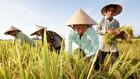 Bộ NN&PTNT: Đảm bảo xuất khẩu khoảng 8 triệu tấn gạo trong năm 2024