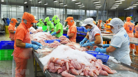 Giá cá tra xuất khẩu có thể tăng ít nhất 10% đến quý III/2024