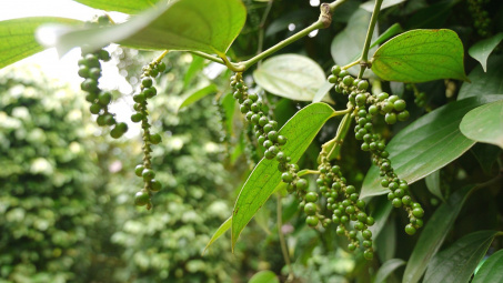 Giá tiêu hôm nay 7/5: Dự báo xuất khẩu tiêu các tháng tới tăng trưởng tích cực