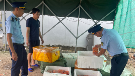 Phát hiện, thu giữ gần 01 tấn trứng gà non tại TP.Móng Cái, Quảng Ninh