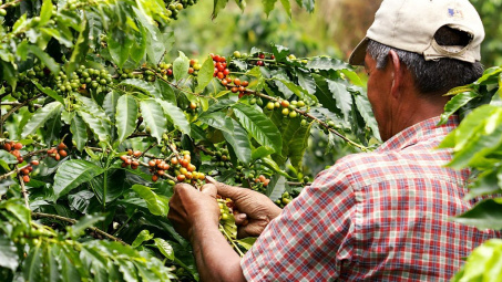 Giá cà phê hôm nay 8/5: Tiếp tục giảm, chạm mức thấp nhất 6 tuần