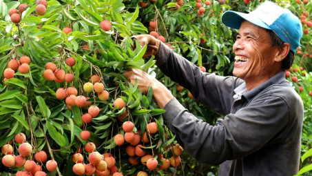 Phấn đấu đưa vải thiều Thanh Hà (Hải Dương) sang thị trường Canada trong năm 2024