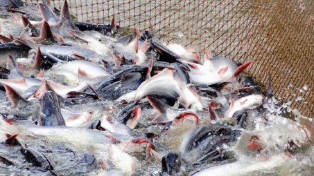 Xuất khẩu cá tra sang Brazil thu về gần 28 triệu USD trong quý I/2024