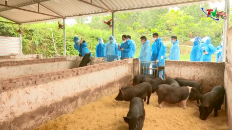 Khai thác chuỗi giá trị nuôi lợn lấy thịt từ thức ăn tự nhiên có bổ sung nguyên liệu chè xanh Thái Nguyên