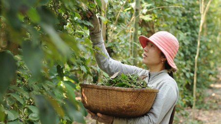 Giá tiêu hôm nay 9/5: Giá tiêu Việt Nam xuất khẩu đồng loạt tăng, đi ngược thị trường