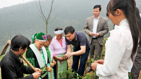 Chè sông Lô - từ đặc sản đến sản xuất kinh tế