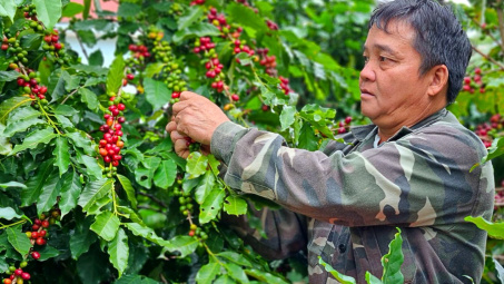 Giá cà phê hôm nay 10/6: Nhích tăng trở lại, xuất khẩu cà phê đạt gần 3 tỷ USD