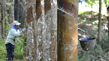 Cao su Phước Hòa (PHR) đặt mục tiêu lãi năm nay giảm gần một nửa