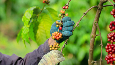 Giá cà phê hôm nay 11/6: Đi ngang, sản lượng Robusta tại Brazil có thể thấp hơn dự báo