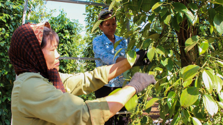 Giá tiêu hôm nay 13/6: Vì sao giá đột ngột “bốc hơi” hơn 20.000 đồng/kg?