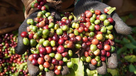 Giá cà phê hôm nay 15/6: Trong nước nhích tăng nhẹ, Robusta thế giới chịu áp lực giảm