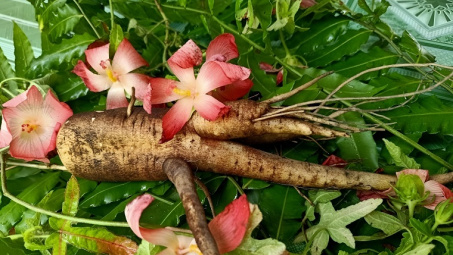 Polysaccharide từ rễ sâm bố chính (Abelmoschus sagittifolius): trích ly bằng kiềm và tính chất công nghệ