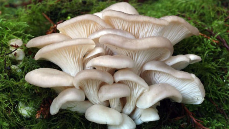 Phân lập tạo giống, ảnh hưởng của phân hữu cơ đến năng suất  nấm bào ngư trắng (Pleurotus ostreatus) trên cơ chất mùn cưa cao su