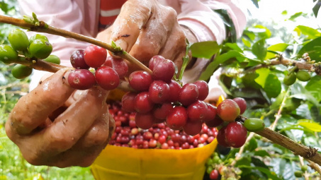 Giá cà phê hôm nay 17/6: Dự báo giá Robusta thế giới sẽ giảm sâu?