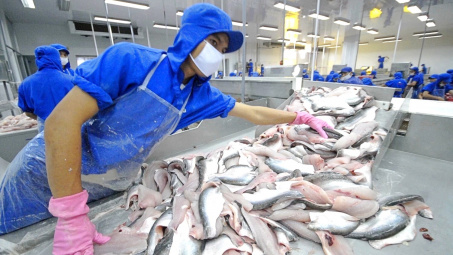 Giá bán cá tra sang Mỹ tăng 20%, kỳ vọng lãi ròng của Thủy sản Vĩnh Hoàn (VHC) vượt nghìn tỷ đồng