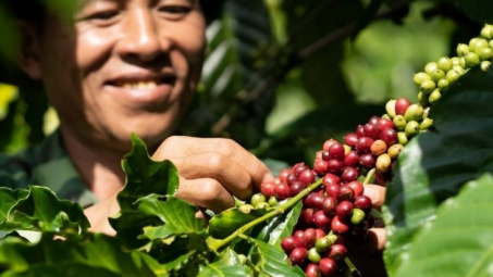 Giá cà phê hôm nay 22/6: Tiếp tục tăng, dự kiến sản lượng niên vụ tới ở mức thấp