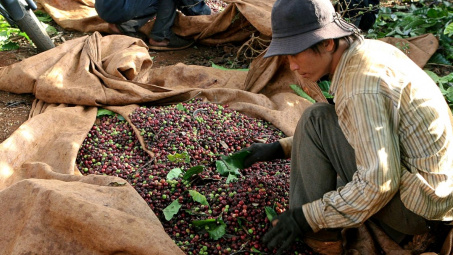 Giá cà phê hôm nay 24/6: Thị trường biến động, đại lý ngừng tích hàng, đầu cơ