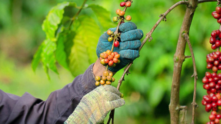 Giá cà phê hôm nay 25/6: Kỳ vọng giá sẽ neo cao, sản lượng của Việt Nam dự báo giảm sâu