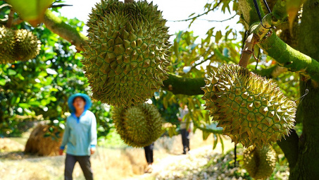 Hoàng Anh Gia Lai (HAG): Hàng chục đoàn thương lái hỏi mua sầu riêng mỗi ngày, sản lượng năm nay tăng vọt
