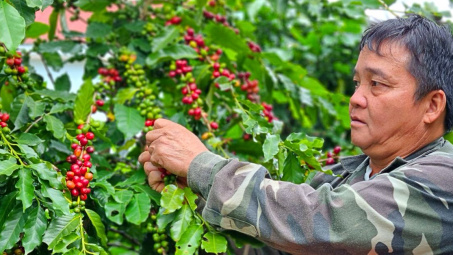 Giá cà phê hôm nay 26/6: Bật tăng, sản lượng niên vụ tới có thể giảm “sốc” 20%