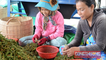 Giá tiêu hôm nay 26/6: Tiếp tục giảm, đại lý đang ép giá để chốt hàng sớm?