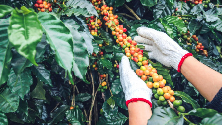 Giá cà phê hôm nay 27/6: Biến động liên tục, chịu áp lực từ thị trường thế giới