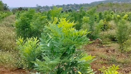 Công ty TNHH Đào Tiến Phát Farm: Đẩy mạnh đầu tư vùng nguyên liệu và chế biến dược liệu từ cây hoa hoè