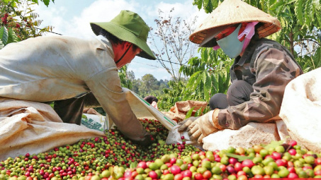 Giá cà phê hôm nay 4/6: Sản lượng Robusta của Việt Nam dự báo thấp nhất 4 năm