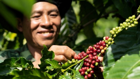 Giá cà phê hôm nay 6/6: Đang trở lại đỉnh lịch sử khi nguồn cung cạn kiệt