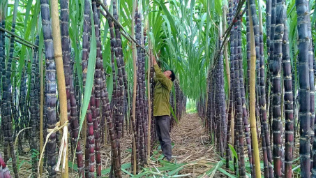 Giá đường trong nước ngược chiều thế giới, Đường Quảng Ngãi (QNS) “thêm vị ngọt”