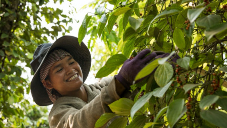 Giá tiêu hôm nay 7/6: Vượt mốc 150.000 đồng, dự báo tồn kho tiêu tiếp tục giảm dài hạn