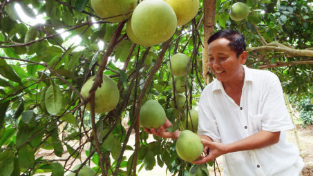 Phân bón Văn Điển: Mô hình chăm sóc hiệu quả cho cây Bưởi Hòa Bình