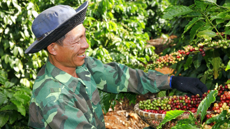 Giá cà phê hôm nay 11/7: Mạch tăng chưa dứt, giá Robusta thế giới về đỉnh 13 năm