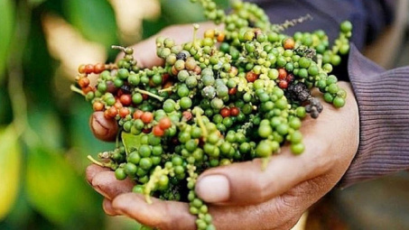 Giá tiêu hôm nay 11/7: Giảm nhẹ, kỳ vọng thị trường sẽ sôi động từ tháng 9