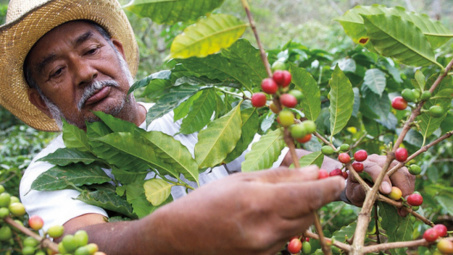 Giá cà phê hôm nay 12/7: Trong nước giảm nhẹ, Robusta thế giới lập đỉnh cao mới