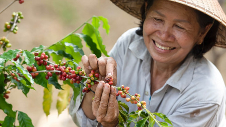 Giá cà phê hôm nay 13/7: Bật tăng, giá Robusta thế giới phá đỉnh lịch sử