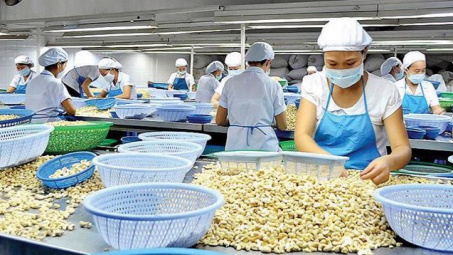 Nửa đầu năm, xuất khẩu hạt điều thu về gần 2 tỷ USD