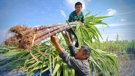 Đường Quảng Ngãi (QNS) với tham vọng khép kín chuỗi giá trị Mía - Đường - Điện sinh khối - Ethanol