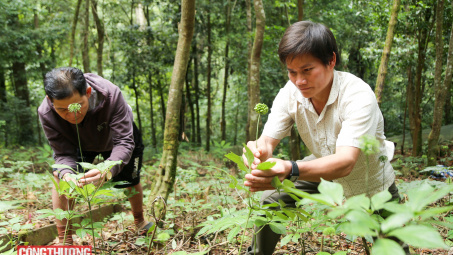 Quảng Nam: Kiến nghị Chính phủ có chủ trương thu hút các tập đoàn lớn vào đầu tư phát triển Sâm