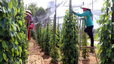 Giá tiêu hôm nay 15/7: Tiếp tục giảm nhanh, mất hơn 30.000 đồng chỉ trong 1 tháng qua