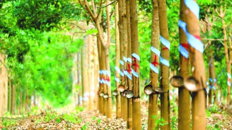 Hụt thu thanh lý cây cao su, lãi quý 2 của Cao su Phước Hòa (PHR) lao dốc 77%