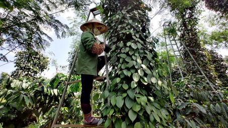 Giá tiêu hôm nay 17/7: Mất mốc 150.000 đồng, thị trường vắng bóng thương lái Trung Quốc