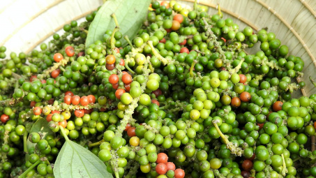 Giá tiêu hôm nay 18/7: Tiếp tục giảm rải rác, kỳ vọng giá bật tăng những tháng cuối năm