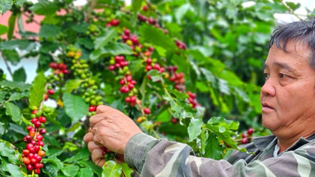 Giá cà phê hôm nay 2/7: Giá tăng quá cao là tín hiệu không tốt với toàn ngành hàng