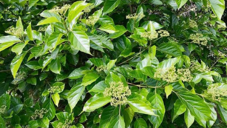 Ảnh hưởng các phương pháp sấy đến hàm lượng polyphenol, chlorophyll của bột lá cách (Premna Integrifolia L.)
