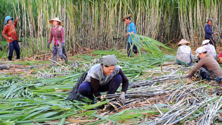 Giá đường trong nước neo cao, Mía đường Sơn La (SLS) báo lãi cao kỷ lục mới