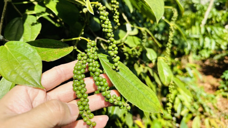 Giá tiêu hôm nay 27/7: Tiếp tục tăng nhẹ, đồng loạt tiến gần mốc 150.000 đồng/kg