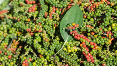 Giá tiêu hôm nay 29/7: Giữ ổn định, thị trường biến động chưa từng có trong quý II/2024